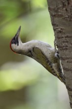 Alert... Green woodpecker (Picus viridis) sitting on a tree trunk of a wild cherry, leaning far