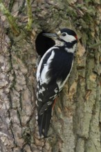 At the breeding den... Great spotted woodpecker (Dendrocopos major), male woodpecker with food for