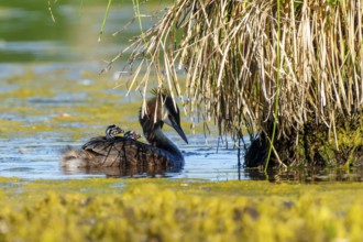 Great Crested Grebe with chicks on its back swimming under overhanging reeds, Great Crested Grebe,