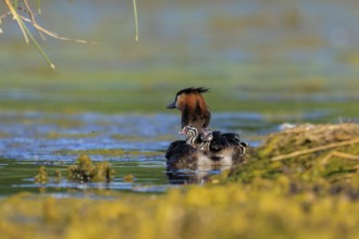 A great crested grebe with its chicks close to the shore, surrounded by green water landscape,