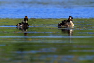 Great crested grebe swimming on a calm lake in a peaceful, natural environment, Great crested