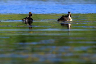 Two great crested grebes swimming relaxed on a quiet lake, Great crested grebe, (Podiceps Scalloped