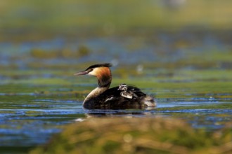 Great Crested Grebe walking leisurely over the water of a lake, Great Crested Grebe, (Podiceps