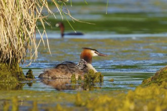 Great Crested Grebe, (Podiceps Scalloped ribbonfish), with chicks, wildlife, Germany