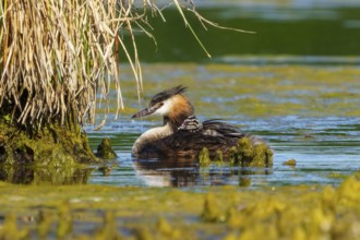 A bird in the water near reeds, conveying a sense of calm and natural surroundings, Great Crested