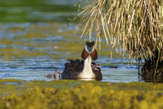 Frontal view of a great crested grebe with chicks in the water, Great crested grebe, (Podiceps