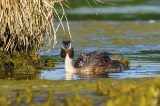 Great Crested Grebe with chick looking into the water next to plants, Great Crested Grebe,