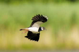 A bird spreads its wings as it flies against a green background, Lapwing (Vanellus vanellus),