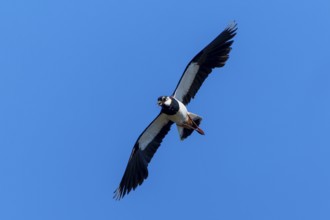 A bird flies with its wings spread wide in the clear sky, Lapwing (Vanellus vanellus), wildlife,