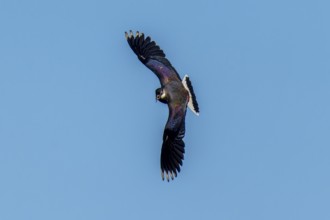 A bird flies elegantly in the wide blue sky, lapwing (Vanellus vanellus), wildlife, Germany