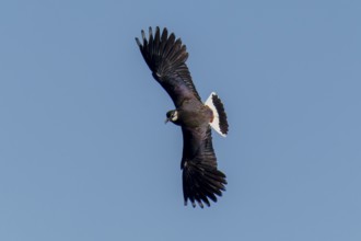 A bird soars majestically with outstretched wings, lapwing (Vanellus vanellus), wildlife, Germany