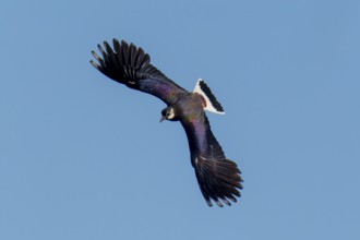A bird moves through the sky with unmistakable wings, lapwing (Vanellus vanellus), wildlife,