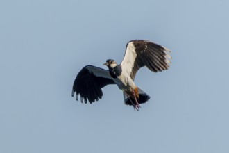 A bird flies high in the sky with its wings wide open, lapwing (Vanellus vanellus), wildlife,