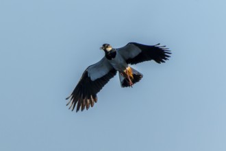 A bird flying high in the air against a clear sky, lapwing (Vanellus vanellus), wildlife, Germany