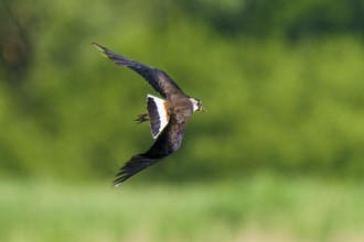 A bird gliding over a green landscape in the background, lapwing (Vanellus vanellus), wildlife,