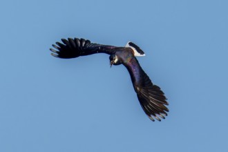 A bird with spread wings flying in the blue sky, Lapwing (Vanellus vanellus), wildlife, Germany