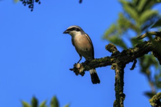A bird sitting on a branch against a clear blue sky in the sunshine, Red-backed Shrike (Lanius