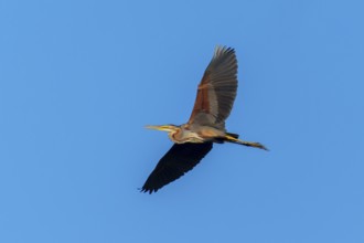 A bird gliding gently through the clear blue sky, Purple Heron, (Ardea purpurea), wildlife, Germany