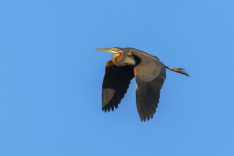 A bird flies majestically in the clear blue sky, purple heron, (Ardea purpurea), wildlife, Germany