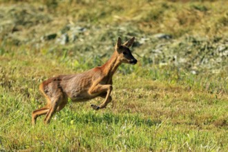 A roe deer leaps through a green landscape, showing freedom and movement, Roe deer (Capreolus