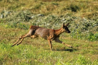 A roe deer runs joyfully across a vast green meadow, Roe deer (Capreolus capreolus), wildlife,