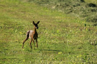 A young roe deer standing in a green meadow surrounded by nature, Roe deer (Capreolus capreolus),
