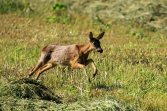 A roe deer leaps dynamically across a green meadow in natural surroundings, Roe deer (Capreolus
