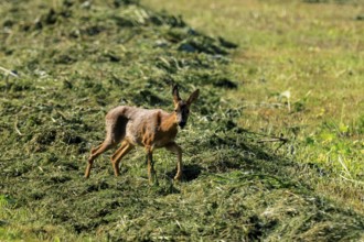 A roe deer running through a green meadow surrounded by plants, Roe deer (Capreolus capreolus),