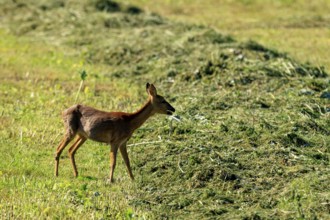 A roe deer looking for food on a grassy area, Roe deer (Capreolus capreolus), wildlife, Germany