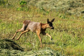 A roe deer jumping through tall grasses in a meadow, Roe deer (Capreolus capreolus), wildlife,