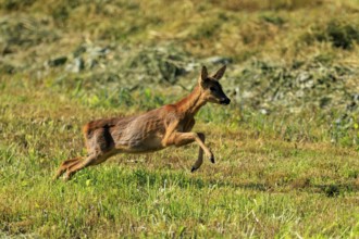 A roe deer is in a powerful jump on a wide meadow, Roe deer (Capreolus capreolus), wildlife,