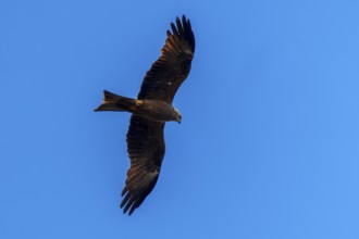 A mighty bird of prey soars in the clear blue sky with its wings spread wide, Red Kite, (Milvus