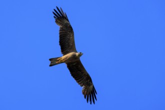 A single bird of prey flies in the clear blue sky and majestically spreads its wings, Red Kite,