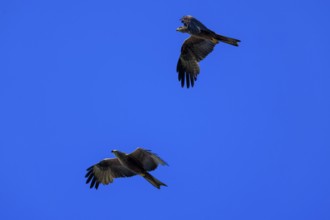 Two birds of prey fly synchronised in the blue sky and create a feeling of freedom, Red Kite,