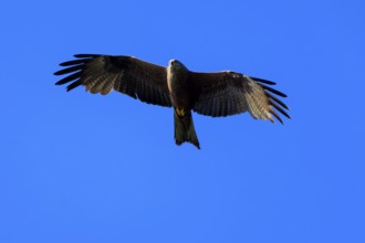 An isolated bird of prey spreads its large wings and flies high in the blue sky, Red Kite, (Milvus