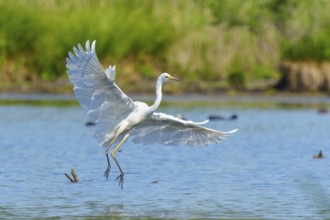 A heron with open wings hovering over a lake, Great White Egret (Ardea alba, Syn.: Casmerodius