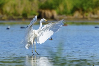 A heron with spread wings over water, Great White Egret (Ardea alba, Syn.: Casmerodius albus,