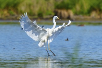 The heron dynamically spreads its wings over the water, Great White Egret (Ardea alba, Syn.: