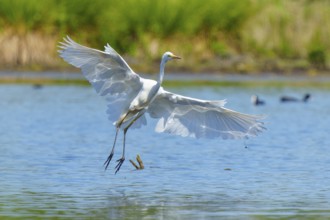 A heron spreads its wings over a calm body of water, Great White Egret (Ardea alba, Syn.: