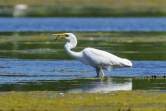 A heron fishing in calm, green waters under a blue sky, Great White Egret (Ardea alba, Syn.: