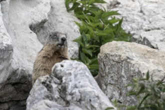 Marmot (Marmota marmota), Monte Baldo, Italy