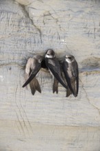Sand martins (Riparia riparia), Emsland, Lower Saxony, Germany