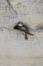 Sand martin (Riparia riparia), Emsland, Lower Saxony, Germany