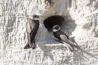 Sand martins (Riparia riparia), Emsland, Lower Saxony, Germany