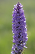 Southern marsh orchid (Dactylorhiza maculata), Emsland, Lower Saxony, Germany