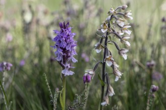 Southern marsh orchid (Dactylorhiza maculata) and marsh epiphyte (Epipactis palustris), Emsland,