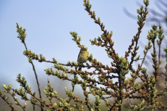 Chiffchaff, willow warbler sitting on a branch in a shrub, Insel Düne, Heligoland,