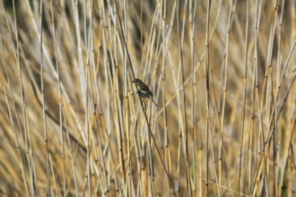 Chiffchaff, willow warbler sitting on a branch in dry reeds, Insel Düne, Heligoland,