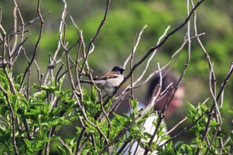 Sparrow sitting on a branch in a bush, Insel Düne, Helgoland, Schleswig-Holstein, Germany