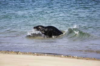 Grey seal (Halichoerus grypus) playing in the water, animal behaviour, Insel Düne, Helgoland,